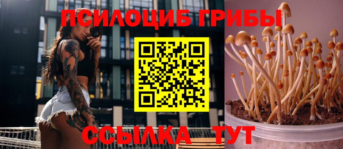 Галлюциногенные грибы Cubensis Бирск